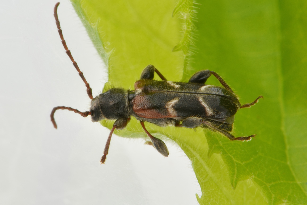 Cerambycidae: Poecilium alni? S, maschio.